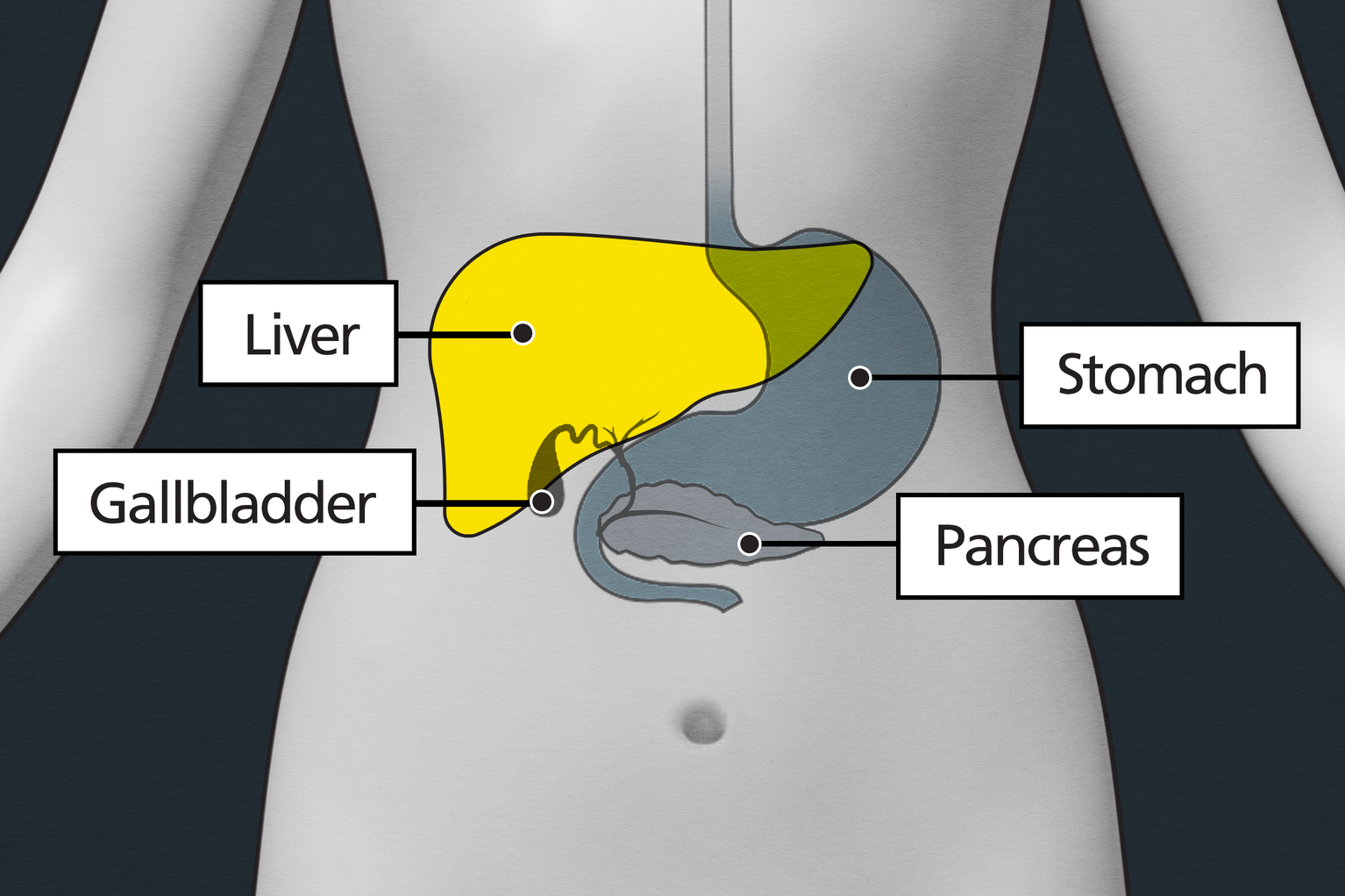 The liver is located at the top right of your abdomen, above and alongside your stomach