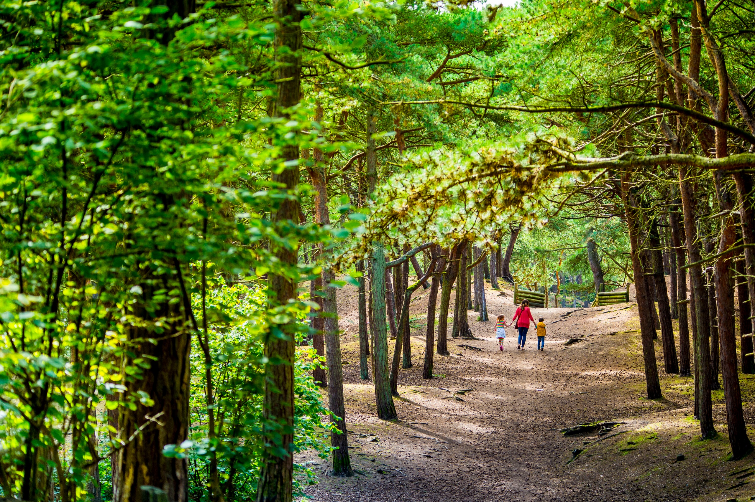 Sunlight shining through the trees in Formby woods