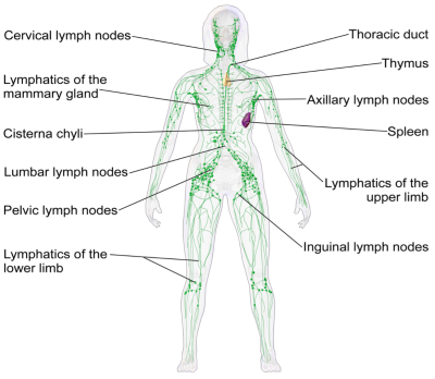 There are lymph nodes throughout the body, particularly in the neck, armpits and groin