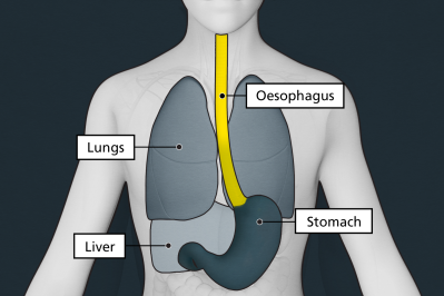 The oesophagus is shown as a long thin tube connecting the mouth to the stomach. The lungs are shown on either side of the oesophagus, above the stomach