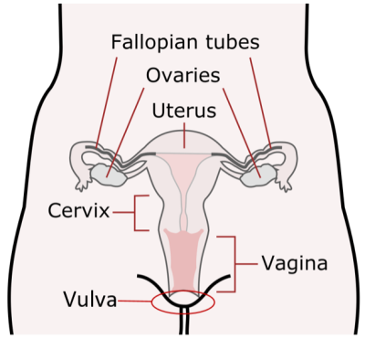 Diagram of the female reproductive system