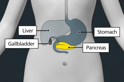 The pancreas is located underneath your stomach