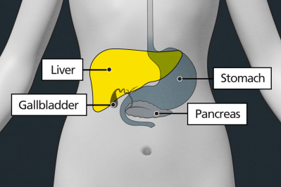 The gallbladder is a very small organ underneath the liver. It is close to the pancreas and stomach