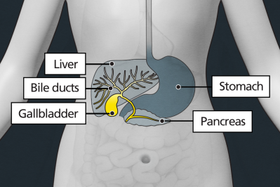 The bile duct is a very small organ underneath the liver. It is close to the pancreas and stomach